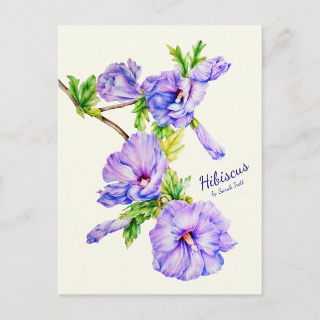 Painted Hibiscus syriacus fine art rose postcard (Front)
