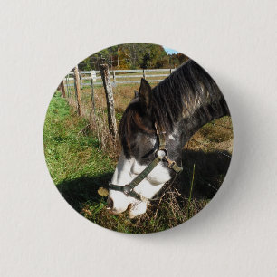Painted Horse, Eating Queen Ann Lace flower 2 Inch Round Button