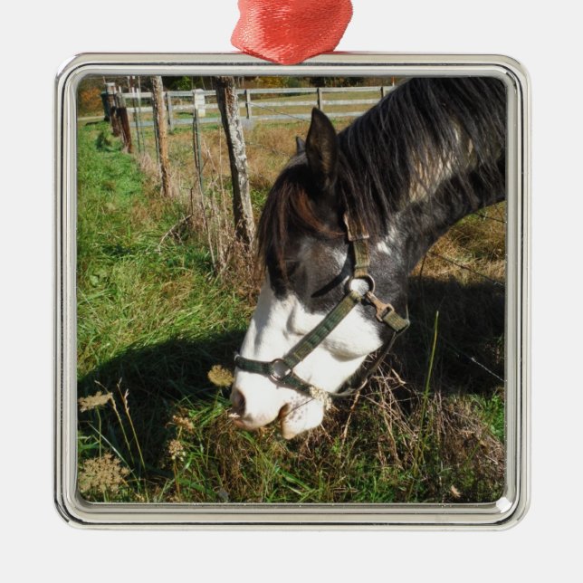 Painted Horse, Eating Queen Ann Lace flower Metal Ornament (Front)