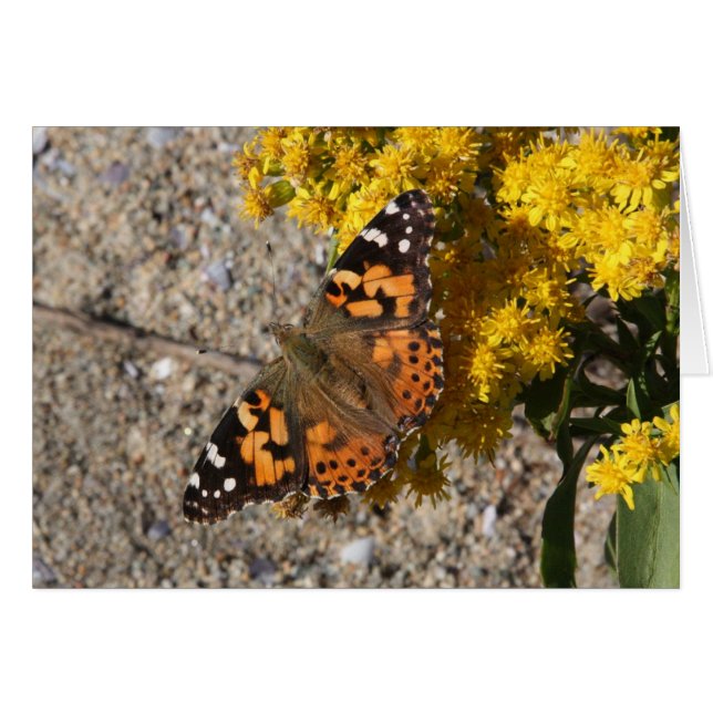 Painted Lady butterfly (Front Horizontal)