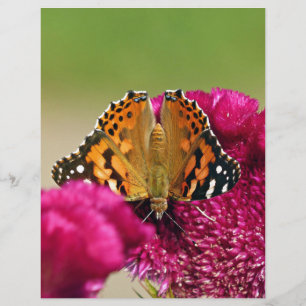 Painted Lady Butterfly