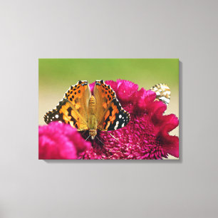 Painted Lady Butterfly Canvas Print