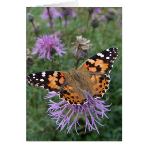 Painted Lady Butterfly Card