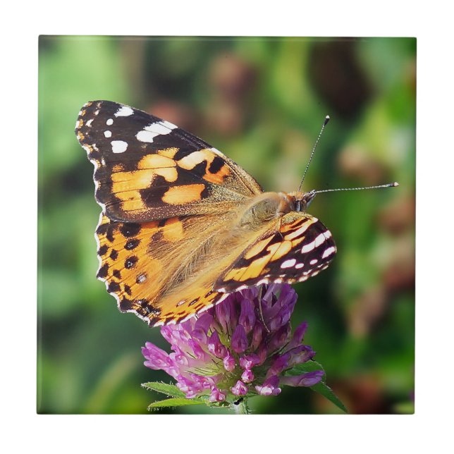Painted Lady Butterfly Ceramic Photo Tile (Front)