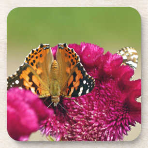Painted Lady Butterfly Coaster