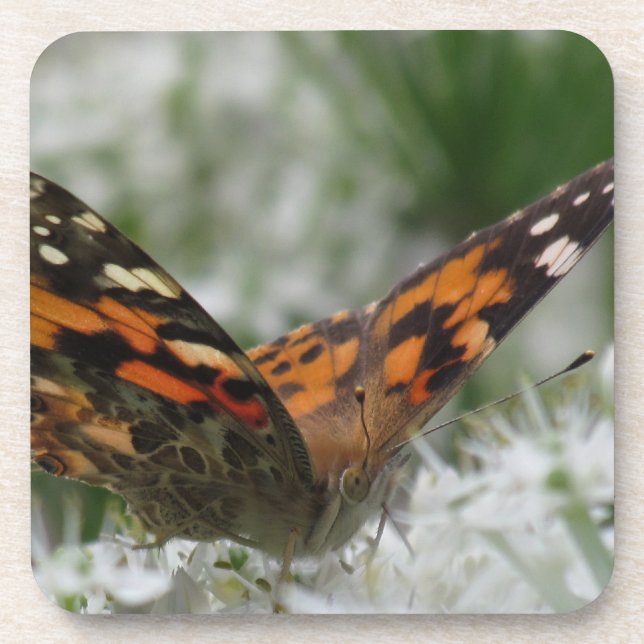 Painted Lady Butterfly Coaster (Front)