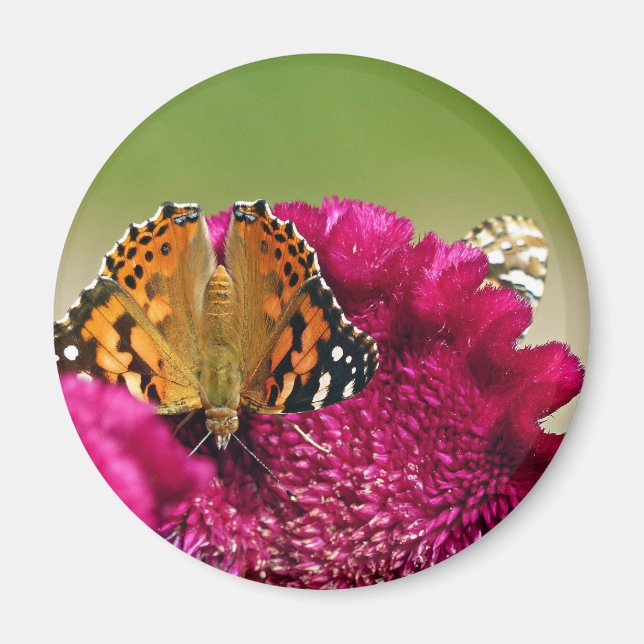 Painted Lady Butterfly Magnet (Front)