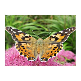 Painted Lady Butterfly on Autumn Joy Acrylic Print