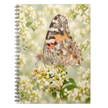 Painted Lady Butterfly on White Flowers
