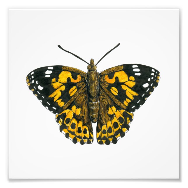 Painted lady butterfly photo print (Front)