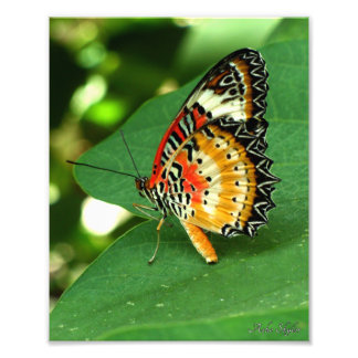 Painted Lady Butterfly Photo Print