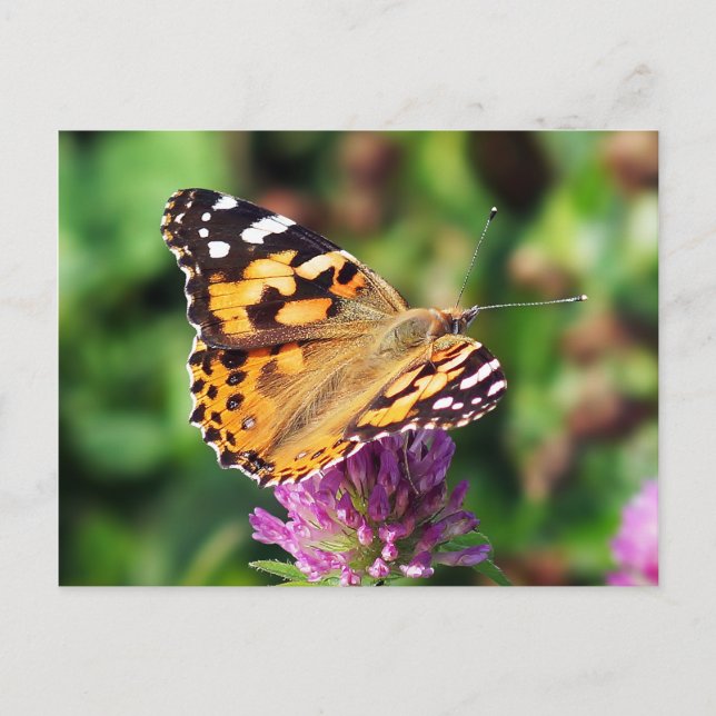 Painted Lady Butterfly Postcard (Front)