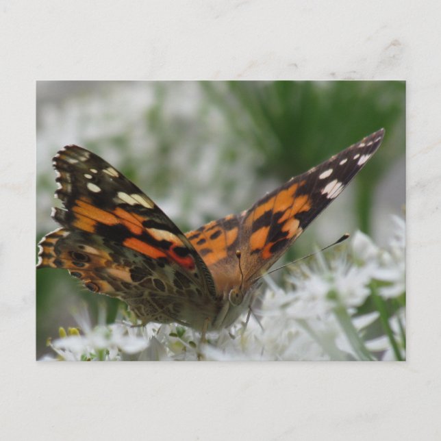Painted Lady Butterfly Postcard (Front)