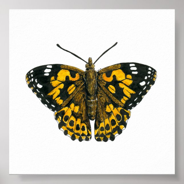 Painted lady butterfly poster (Front)