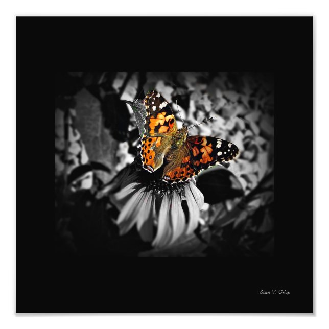 Painted Lady Butterfly SC Art Print (Front)