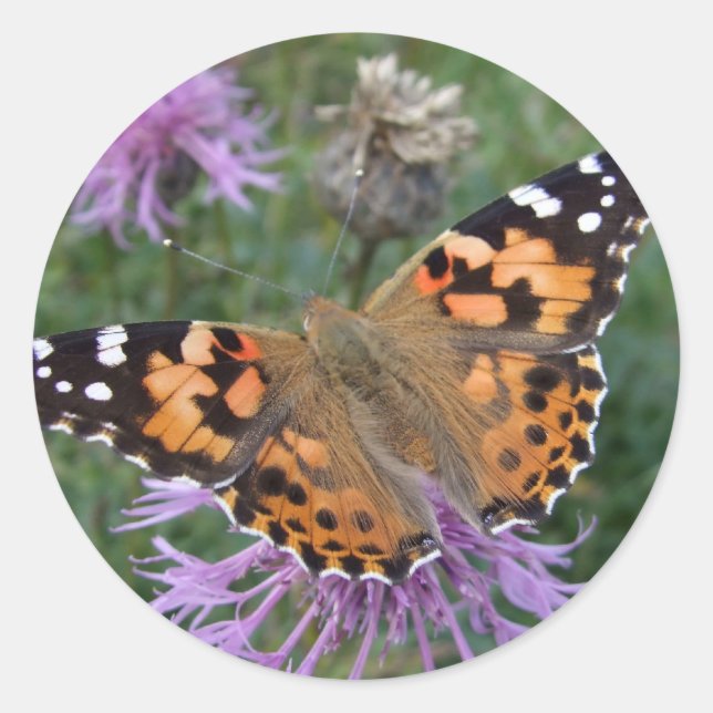 Painted Lady Butterfly Stickers (Front)