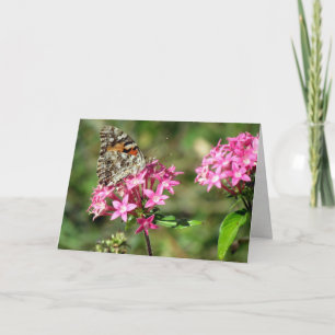 Painted Lady on Pentas Greeting Card (8999)