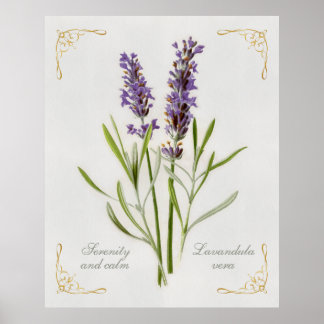 Painted Lavandula Vera Serenity and Calm Poster