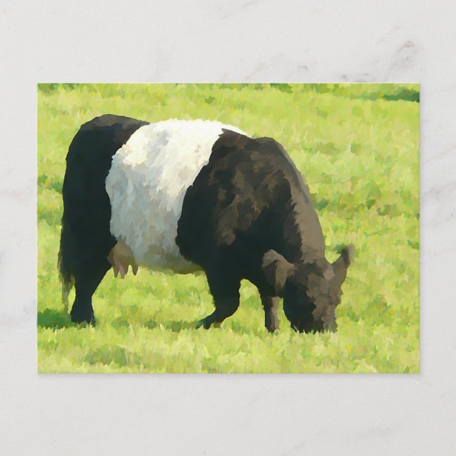 Painted Look Belted Galloway Cow in Field Postcard (Front)