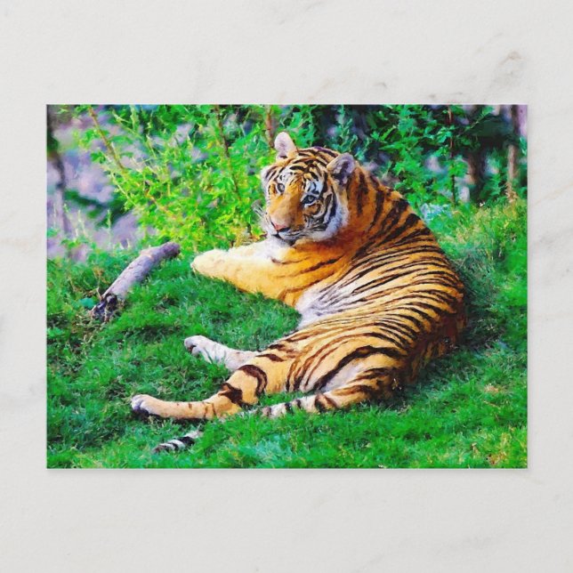 Painted Lounging Tiger in the Grass Wildlife Postcard (Front)