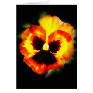 Painted Pansy