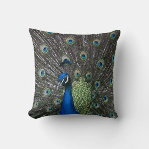 Painted Peacock Pillow