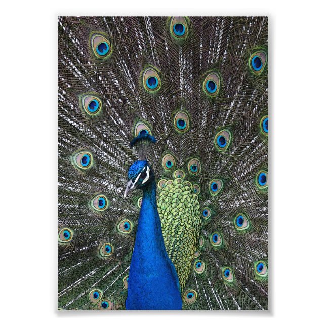 Painted Peacock Print (Front)