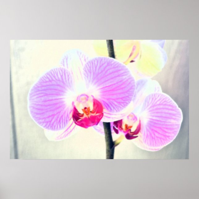 Painted Pink Orchid Poster (Front)