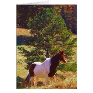 Painted Pony  by the Pine
