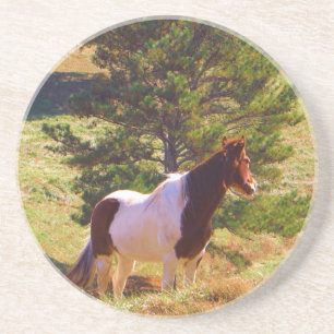 Painted Pony  by the Pine Coaster