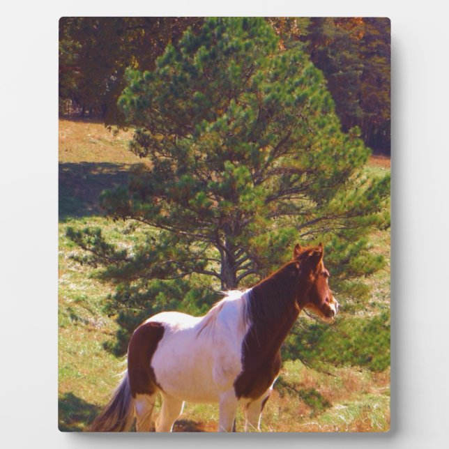 Painted Pony  by the Pine Plaque (Front)