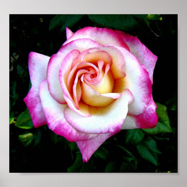 Painted Rose Poster (Front)