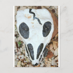 painted skull postcard