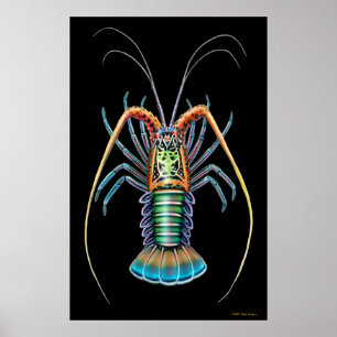 Painted Spiny Lobster Poster