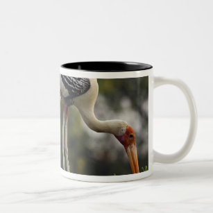 Painted Storks & young one at nest,Keoladeo Two-Tone Coffee Mug