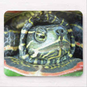 Painted Turtle (Chrysemys picta) 2 Mouse Pad