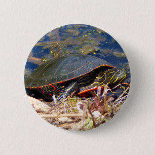 Painted Turtle (Chrysemys picta) 3 2 Inch Round Button