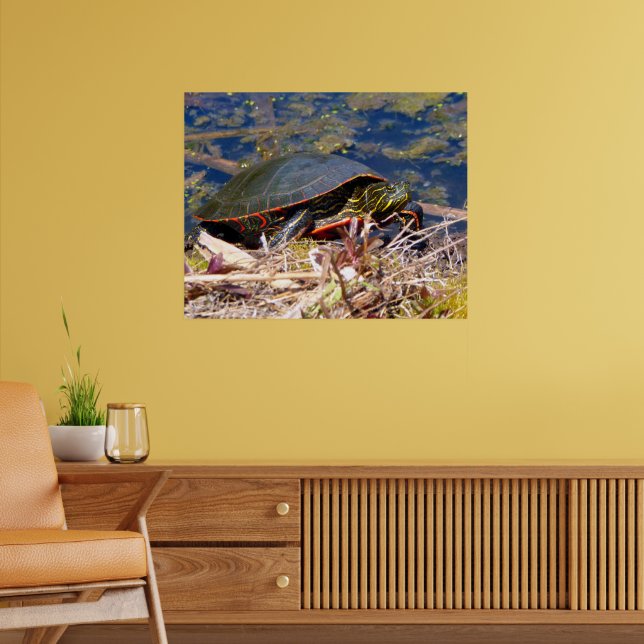 Painted Turtle (Chrysemys picta) 3 Poster (Living Room 2)