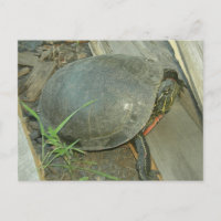 Painted Turtle (Chrysemys picta)
