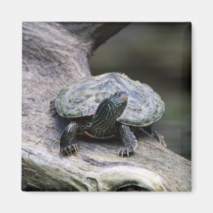 Painted Turtle on a branch Magnet