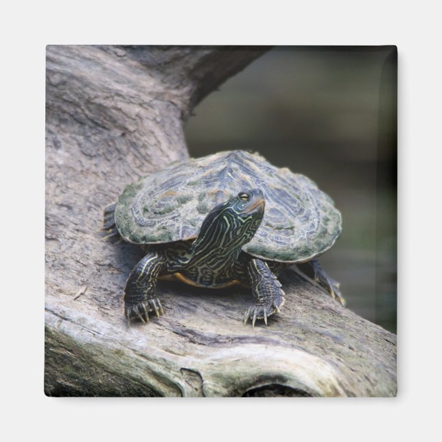 Painted Turtle on a branch Magnet (Front)