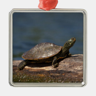 Painted Turtle on a branch Metal Ornament
