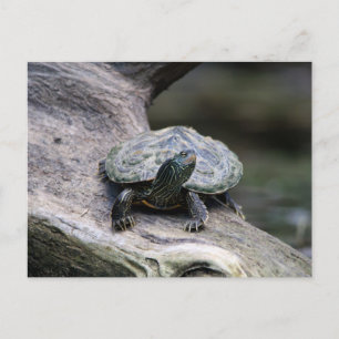 Painted Turtle on a branch Postcard