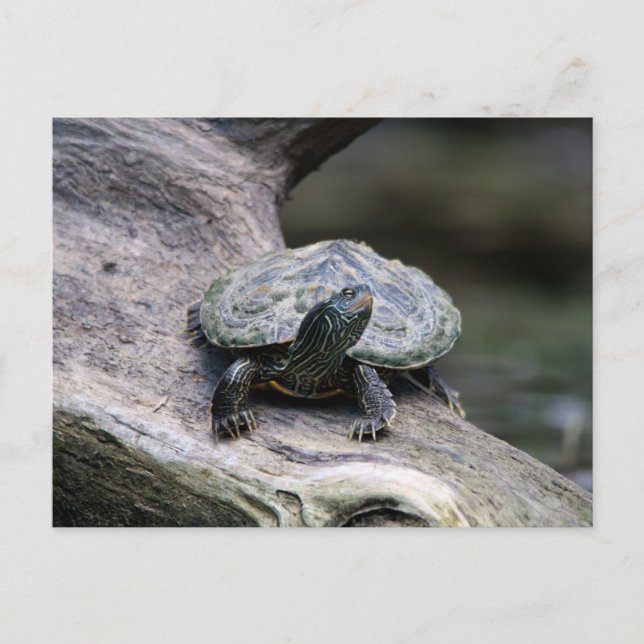 Painted Turtle on a branch Postcard (Front)