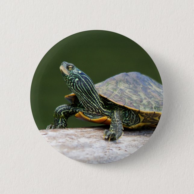 Painted turtle on a log 2 inch round button (Front)