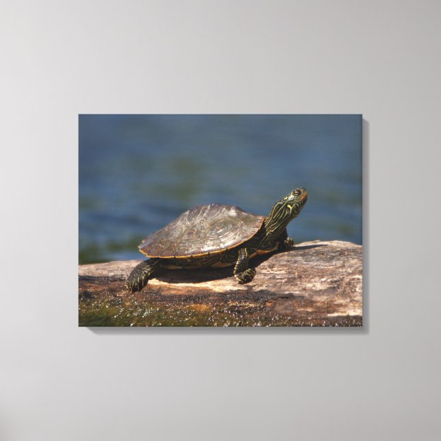 Painted turtle on a log canvas print (Front)