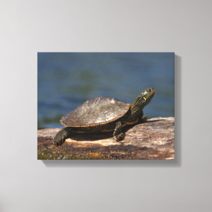 Painted turtle on a log canvas print