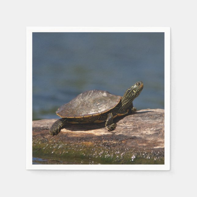 Painted turtle on a log napkin (Front)