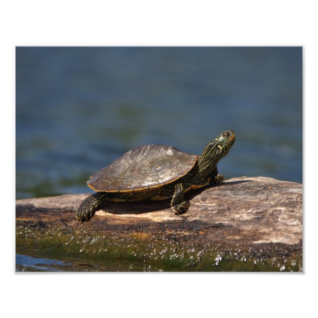 Painted turtle on a log photo print (Front)