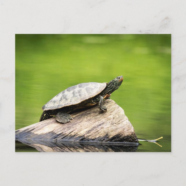 Painted Turtle on a log Postcard (Front)
